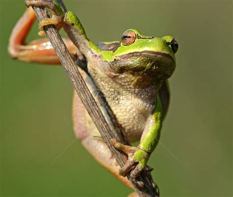 青蛙|青蛙[兩棲綱無尾目的動物]:青蛙（Frog）屬於脊索動物。